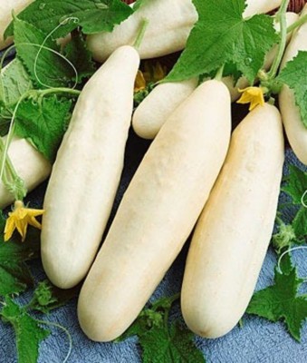 SHOP 360 GARDEN Cucumber White Long Seeds (Pack of 150 Seeds) Seed(150 per packet)