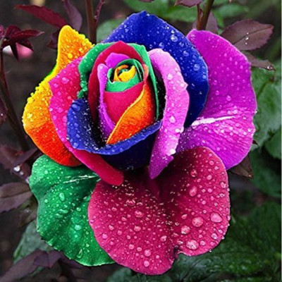 ROSEMERC BEAUTIFULL RAINBOW ROSE( 50 PER PACKET) Seed(50 per packet)