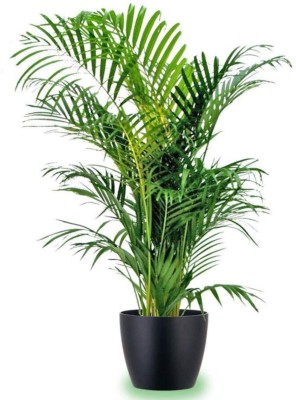 SHOP 360 GARDEN ARECA PALM SEEDS FOR PLANTING - PACK OF 15 SEEDS Seed(15 per packet)