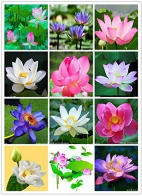 SHOP 360 GARDEN Mixed Varieties Aquatic Water Lily and Lotus Seed - Pack 20 Seeds Seed(20 per packet)