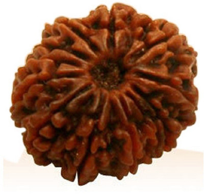 Jaipur Gemstone 12 Mukhi Rudraksha Wood