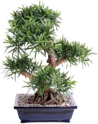 SHOP 360 GARDEN Bonsai Suitable Tree Seeds - Podocarpus Macrophyllus / Buddhist Pine / Fern Pine Seeds - Pack of 5 Seeds Seed(5 per packet)