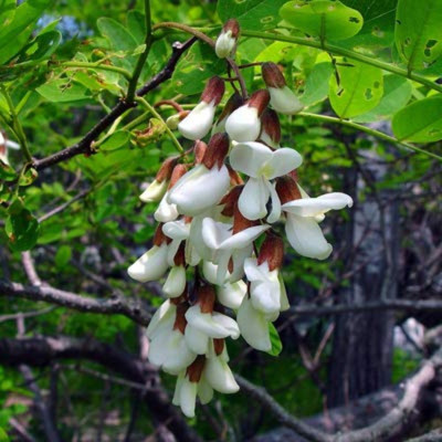 SHOP 360 GARDEN Robinia Pseudoacacia / Black Locust / False Acacia Flowering Tree Seeds - Pack of 25 Seeds Seed(25 per packet)
