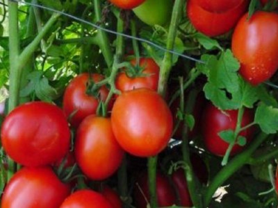 Green World HYBRID TOMATO - VARSHA (10 SEEDS ) Seed(10 per packet)