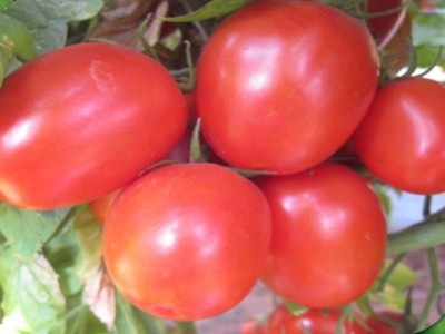 Green World HYBRID TOMATO - VARSHA (100 SEEDS ) Seed(100 per packet)