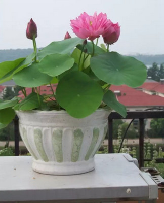 ROSEMERC lotus flower 25 per packet Seed(25 per packet)