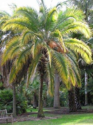 SHOP 360 GARDEN Phoenix Rupicola / Cliff Date Palm Seeds - Pack 15 Seeds Seed(15 per packet)