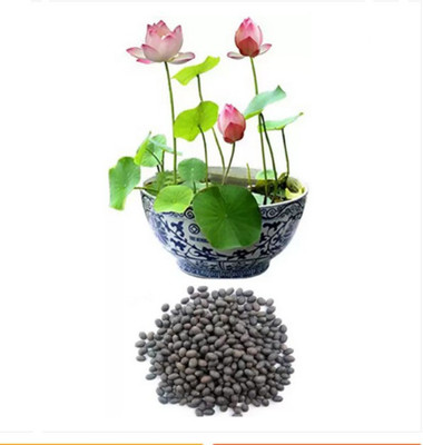 ROSEMERC LOTUS (20 PER PACKET) Seed(20 per packet)