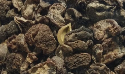 

Miscelanea Dried Amla whole (400 grams)(400 g)