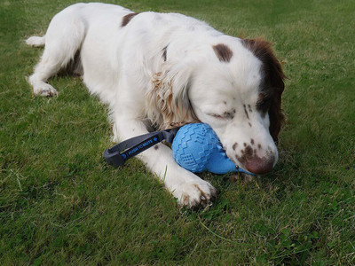 

GiGwi Dinoball Apatosaurus "Push To Mute Dark Blue Rubber Squeaky Toy For Dog
