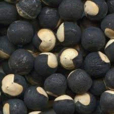SHOP 360 GARDEN RARE HERBAL PLANT SEEDS - KHANPHATA / MUDAKATHAN KEERAI / BALLOON VINE / CARDIOSPERMUM HALICACABUM PLANT SEEDS - PACK OF 25 SEEDS Seed(25 per packet)