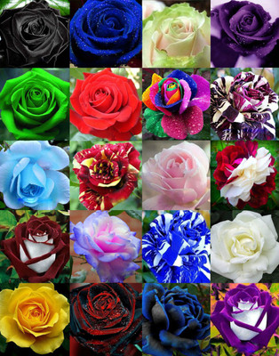 Futaba 20 kinds of Rose Seeds - 20X50 Seed(1000 per packet)