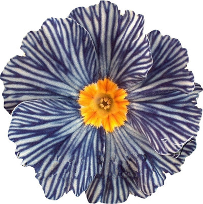 Futaba Zebra Evening Primrose 10 Pcs Seed(10 per packet)