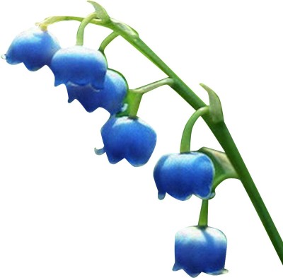 Futaba Bell Orchid Blue - 50 Pcs Seed(50 per packet)