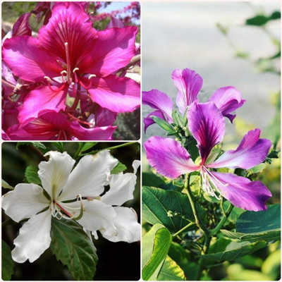 SHOP 360 GARDEN Bauhinia variegata / Kachnar Ornamental Mixed Flowering Orchid Tree Seeds - Pack of 15 Seeds Seed(15 per packet)