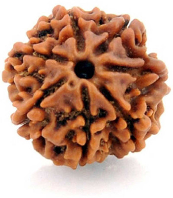 ShivaRatna Mantra Siddha 7 Mukhi Rudraksha Wood Locket