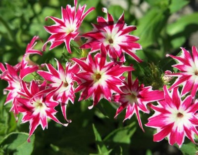 Green World PHLOX TWINKLE MIX Seed(10 per packet)