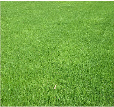 KANISHQ Bermuda Grass Seed(1 per packet)