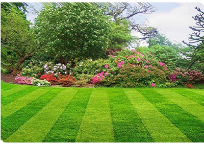 KANISHQ Lawn Grass Seed(4 per packet)