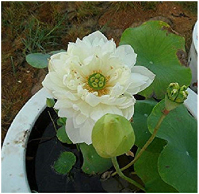 KANISHQ Gardening seeds Seed(10 per packet)