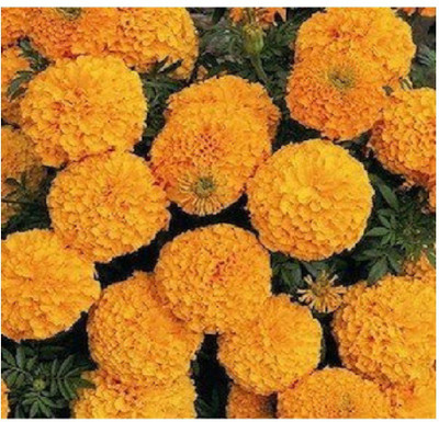 KANISHQ Marigold Flower Seed(50 per packet)