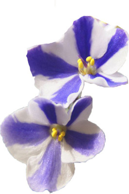 Futaba Saintpaulia Ionantha Blue and White Strips - 100 Pcs Seed(100 per packet)