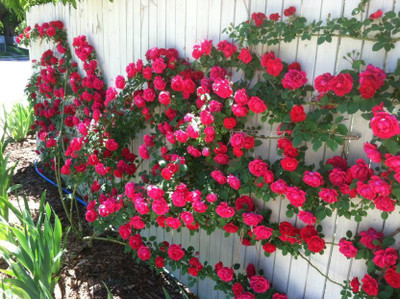 VS GLOBAL imported beatifull red climbing rose (100 per packet) Seed(100 per packet)