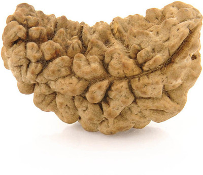Gems Jewels Online One Mukhi / Ek Mukhi Nepali Rudraksha Beads Wood Pendant