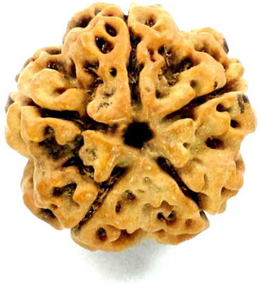 ShivaRatna Five Mukhi Rudraksha Wood