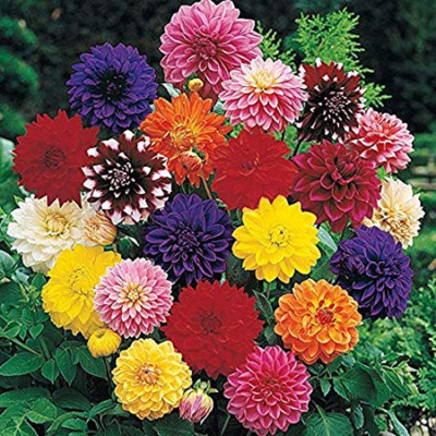 SHOP 360 GARDEN DAHLIA DECORATIVE MIX HYBRID FLOWER SEEDS - PACK OF 30 SEEDS Seed(30 per packet)