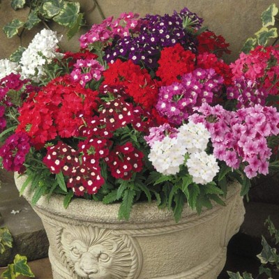 SHOP 360 GARDEN Verbena Dwarf Compact Mixed Flower Seeds - Pack of 50 Seeds Seed(50 per packet)