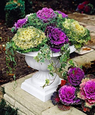 SHOP 360 GARDEN ORNAMENTAL CABBAGE KALE FLOWER SEEDS - PACK OF 100 SEEDS Seed(100 per packet)