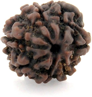 Gems Jewels Online Seven Faced / 7 Mukhi Nepali Rudraksha Beads Wood Pendant