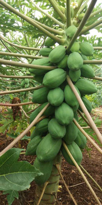 PEARL papaya seeds f1 786 hybrid seeds Seed(850 per packet)