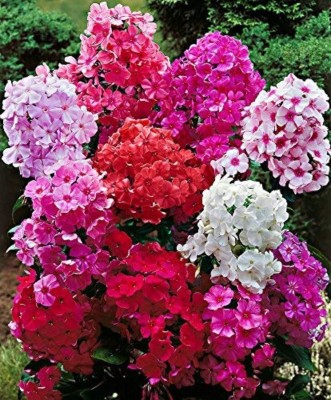 SHOP 360 GARDEN Phlox Drummondii Grandiflora Mixed Flower Seeds - Pack of 100 Seeds Seed(100 per packet)