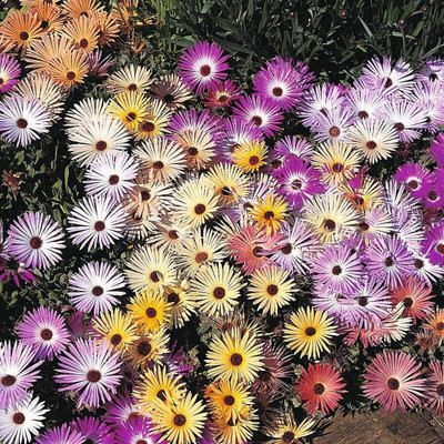 SHOP 360 GARDEN Mesembryanthemum Criniflorum Mix Flower Seeds - Pack of 100 Seeds Seed(100 per packet)