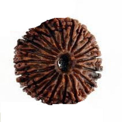 SCSPali 21 Face( 21 Mukhi) Nepal Rudraksha Best Quality By Beads Wood
