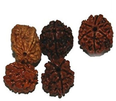 SCSPali Natural & Pure 2, 3, 4, 5, 6 Mukhi (face) Rudraksha - 1 Pieces Each Beads Wood