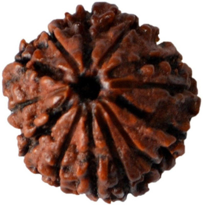 SCSPali 13 Mukhi Rudraksh Beads Wood
