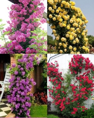 ROSEMERC imported pink,yellow,purple,red climbing rose (each 10 ) 40 Seed(40 per packet)