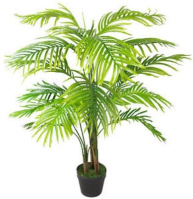 PlantaZee Areca Plam(Hybrid, Pack of 1)