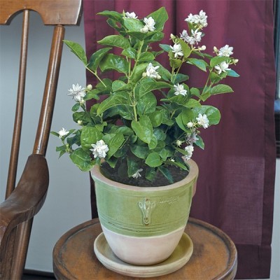 Entacloo Jasmine Plant(Hybrid, Pack of 1)