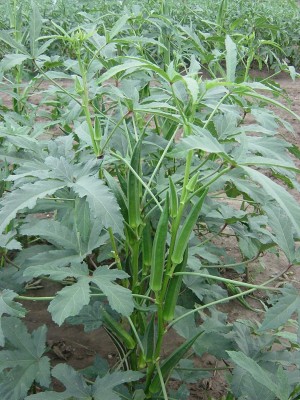 Green World OKRA - ARKA ANAMIKA OKRA/BHINDI/LADY FINGER SEEDS (100 GRAMS SEEDS) Seed(100 per packet)