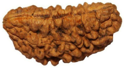 SHIVOHAM 1 Mukhi Nepal Rudraksha lab Certified Wood Pendant
