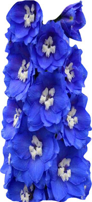 Futaba Delphinium Cultorum Blue - 100 Pcs Seed(100 per packet)