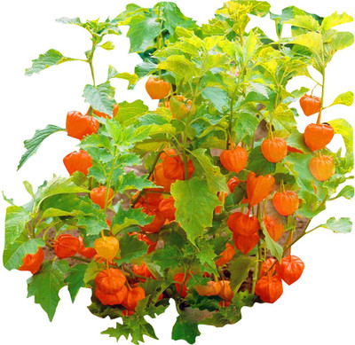 Futaba Ground cherry Tree Red - 50 Seeds Seed(50 per packet)