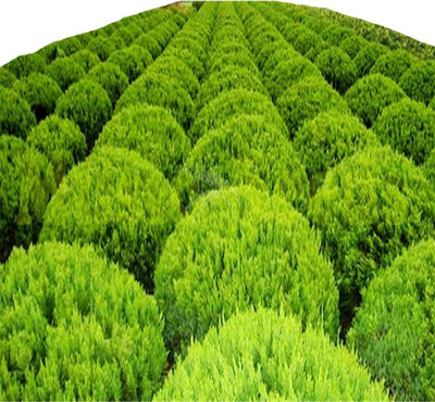 Futaba Dwarf juniper balls - 5 Pcs Seed(5 per packet)