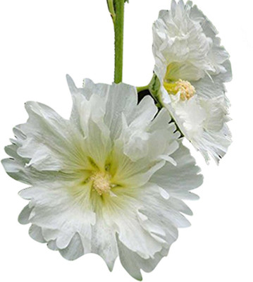 Futaba Hollyhock Flower - 30 Pcs Seed(30 per packet)