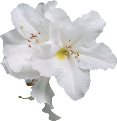 Futaba White and Yellow Azalea Flower - 100 Pcs Seed(100 per packet)