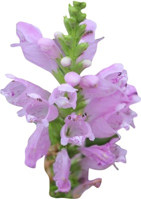 Futaba Physostegia Virginiana Purple - 30 Pcs Seed(30 per packet)